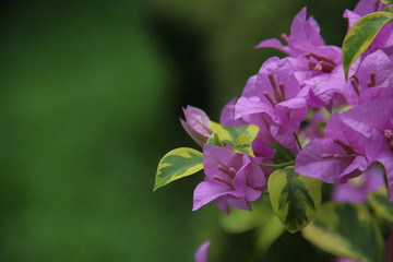 Beautiful Purple Bougainvillea Flower with space for design or typography 