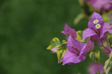 Beautiful Purple Bougainvillea Flower with space for design or typography 