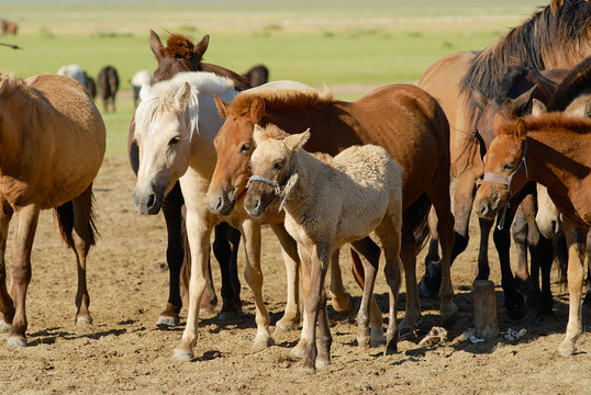 Horses in steppe near Kharkhorin, Mongolia.