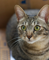 Tabby cat inside a box