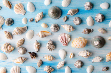 The beautiful sea shell on the wooden background - 319761088