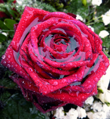Rote Rose mit Wasser