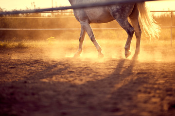 Horse galloping  on the ranch