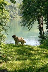 Zbłąkany pies w parku nad jeziorem