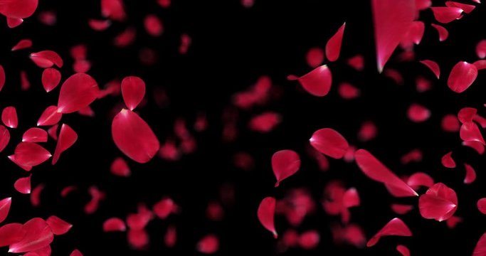 Romantic red rose flower petals flying in a whirl backdrop. For St. Valentine's Day, Mother's Day, wedding anniversary greeting cards invitations birthday e-card Alpha loop background 4k