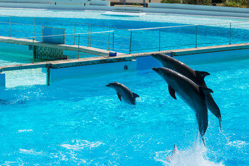 Dolphins that jump from the water to entertain the audience, Rome, Italy