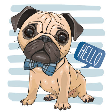 Cartoon Pug Dog with a bow tie isolated on a striped background