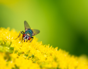 Macro of a fly on a yellow flower blossom
