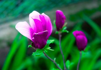 Magnolia branch flower blossom on a background of blurry magnolia flowers on a magnolia tree.