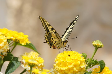 Mariposa en una flor.