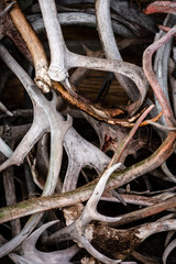 Collection of deer antlers, decorative.