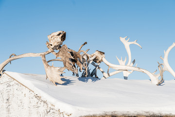 Deer skull and antlers on building in Tuktoyaktuk, Canada.