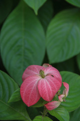 Beautiful Red Flower with leaf as backgrund