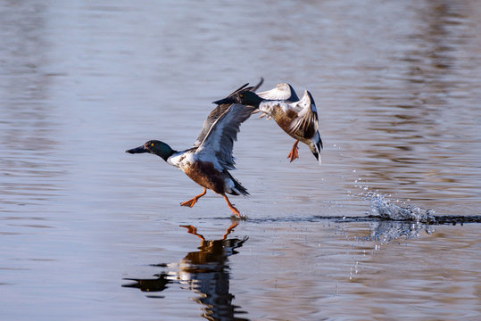 Waterfowl of Colorado. Northern Shovelers Landing In A Lake.