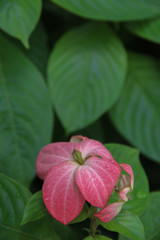 Beautiful Red Flower and Dew on it with leaf as backgrund