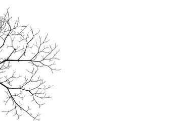 tree with no leaves on white background 