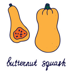 Hand drawn isolated food icon. Color fill illustration of vegetable. Butternut squash icon.