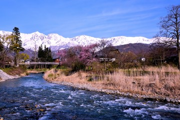 白馬村の春