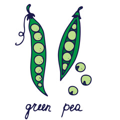 Fototapeta premium Hand drawn isolated food icon. Color fill illustration of vegetable. Pea icon. Green peas in a pod.