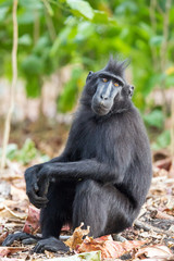 Beautiful Celebes crested macaque (Macaca nigra), aka the black ape, an Old World monkey, in the Tangkoko nature reserve on the Indonesian island of Sulawesi, during a ecotourism jungle hike
