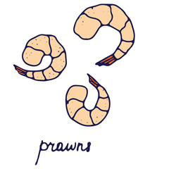 Hand drawn isolated seafood icon. Color fill illustration of prawns. Peeled shrimps icon.