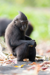 Beautiful Celebes crested macaque (Macaca nigra), aka the black ape, an Old World monkey, in the Tangkoko nature reserve on the Indonesian island of Sulawesi, during a ecotourism jungle hike
