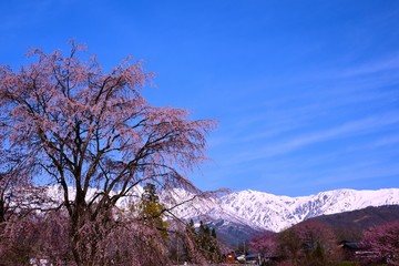 Fototapeta premium 白馬村の春