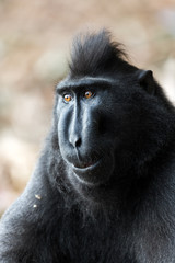 Beautiful Celebes crested macaque (Macaca nigra), aka the black ape, an Old World monkey, in the Tangkoko nature reserve on the Indonesian island of Sulawesi, during a ecotourism jungle hike