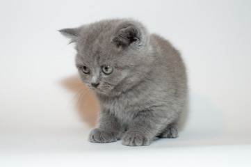 british cat, kitty, kitten