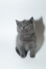 british cat, kitty, kitten