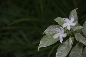 Beautiful White Flower with space for design or typography