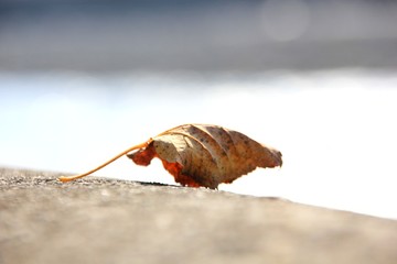 Dry autumn leaf lies on a gray surface
