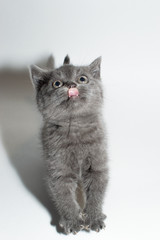 Fototapeta premium british cat, kitty, kitten