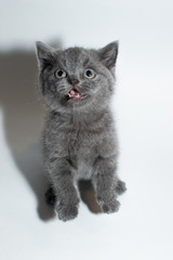 british cat, kitty, kitten