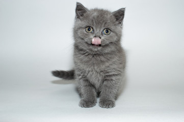 british cat, kitty, kitten