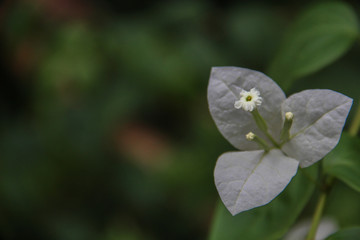 Beautiful White bougainvillea Flower with space for design or typography