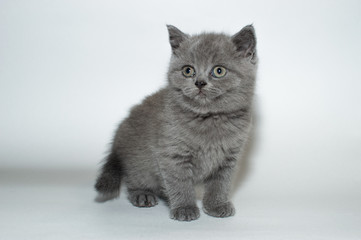 british cat, kitty, kitten