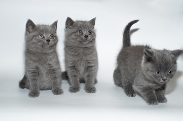 british cat, kitty, kitten