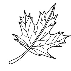 Isolated hand drawn vector autumn maple leaf icon. Autunm line sketch illustration. 
