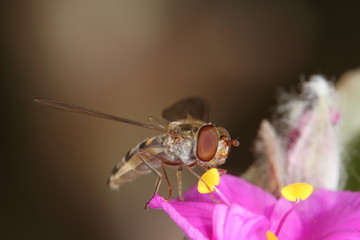 Sirfido - (syrphidae)