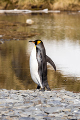 Königspinguin