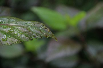 Colourful leaf with dew and space for design or typography