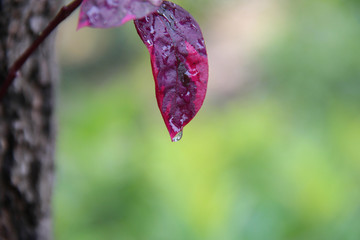 Colourful leaf with dew and space for design or typography
