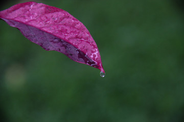 Colourful leaf with dew and space for design or typography