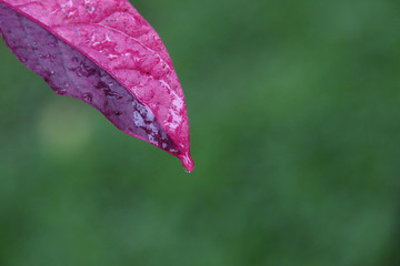 Colourful leaf with dew and space for design or typography