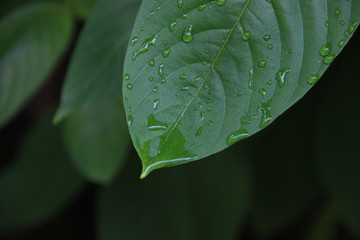 Colourful leaf with dew and space for design or typography