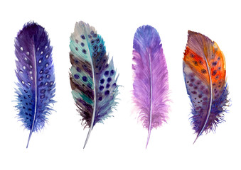 Hand drawn watercolour bird feathers vibrant boho style bright illustration. © Olga