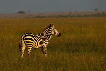 zebra on the savannah