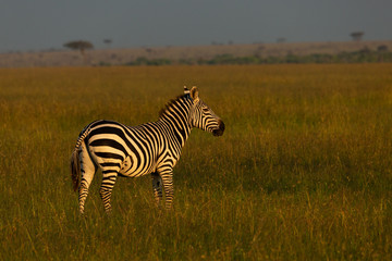 Fototapeta na wymiar zebra on the savannah