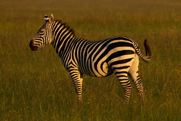 zebra on the savannah